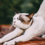 stretchen als een kat